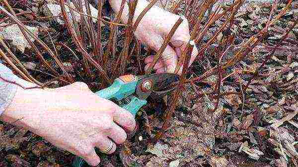 spirea gray grefshame planting and care in the open field