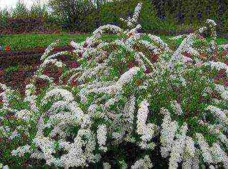 spirea gray grefshame planting and care in the open field