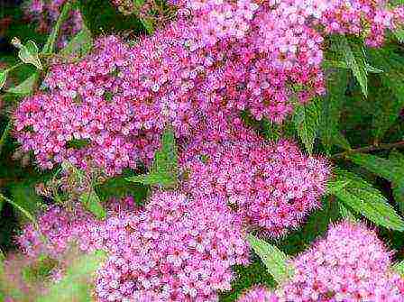 spirea grefshame pagtatanim at pangangalaga sa bukas na bukid