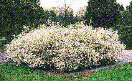 spirea grefshame رمادي زراعة ورعاية في الحقل المفتوح