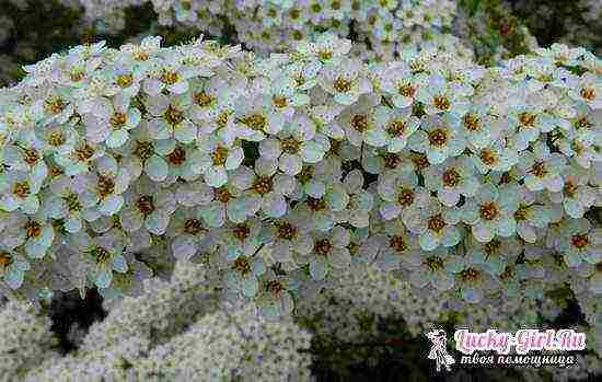 spirea grefshame pagtatanim at pangangalaga sa bukas na bukid