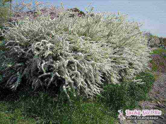 spirea grefshame رمادي زراعة ورعاية في الحقل المفتوح