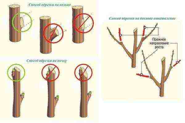 Popular pruning techniques are kidney cut, ring cut, and lateral cut