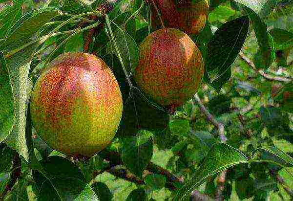 Fruit varieties of pear Krasulia