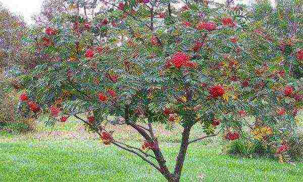 Dates of autumn planting