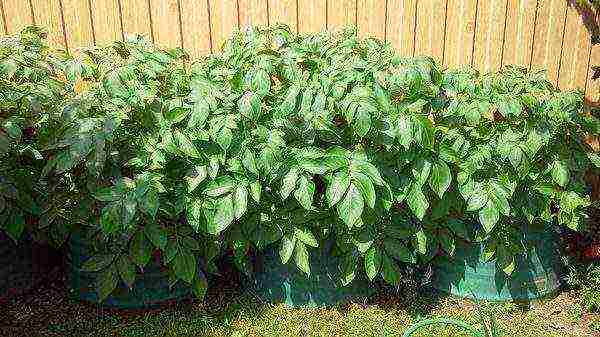 potatoes in barrels