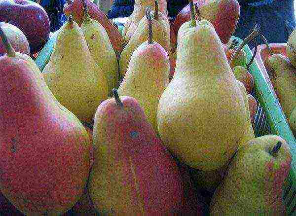 Ripe pear fruits Talgar beauty