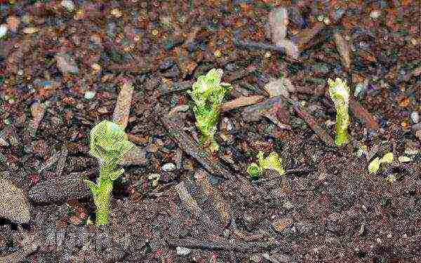 Ang temperatura ng ground at air para sa pagtatanim ng patatas