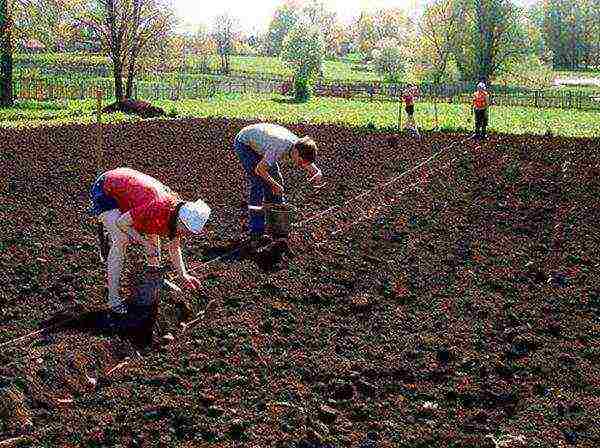 Ground and air temperature for planting potatoes