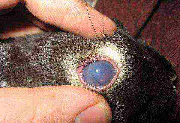 Rabbit cataract