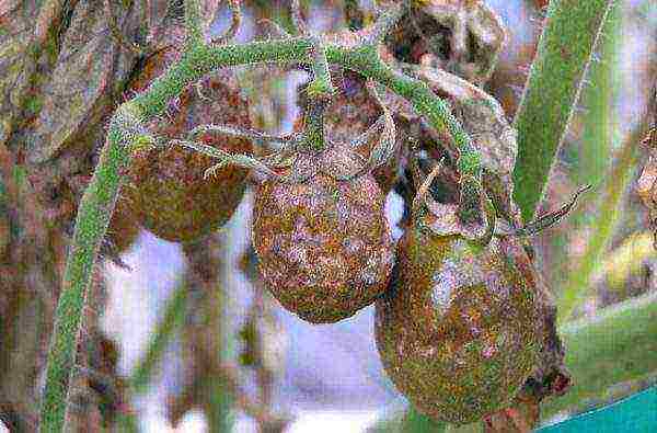 Late blight disease in the vicinity