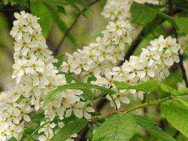 Namumulaklak na mga sanga ng bird cherry noong kalagitnaan ng Mayo