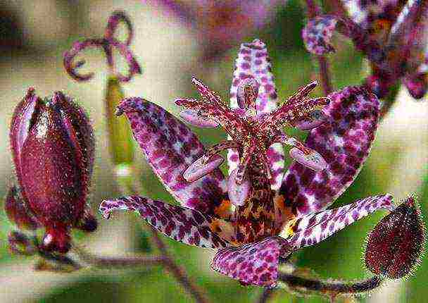 pagtatanim ng tricirtis at pangangalaga sa bukas na bukid sa mga ural