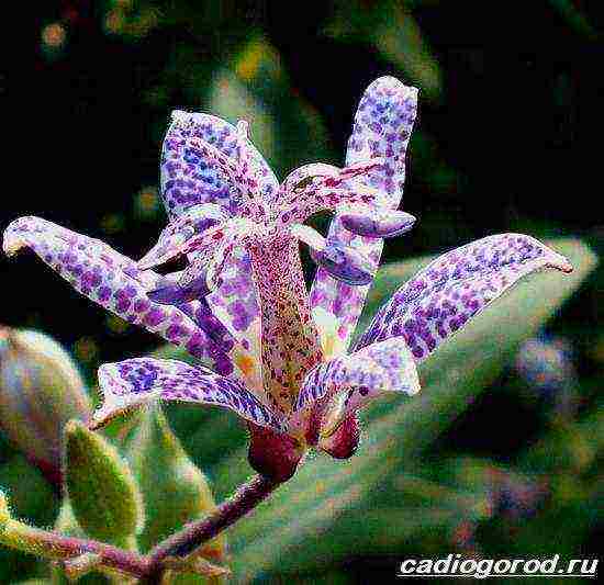 pagtatanim ng tricirtis at pangangalaga sa bukas na bukid sa mga ural