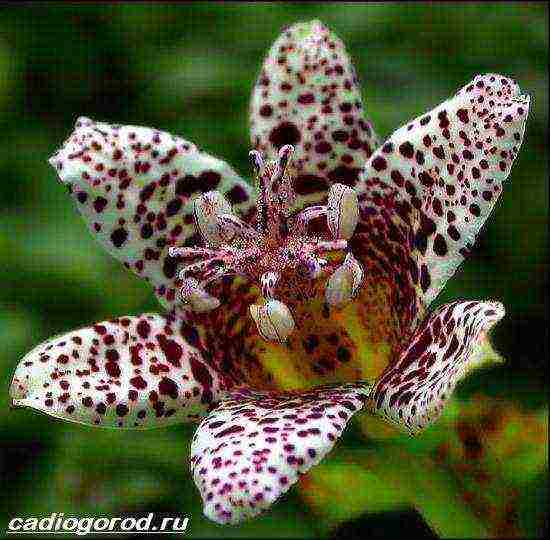 tricirtis planting and care in the open field in the urals