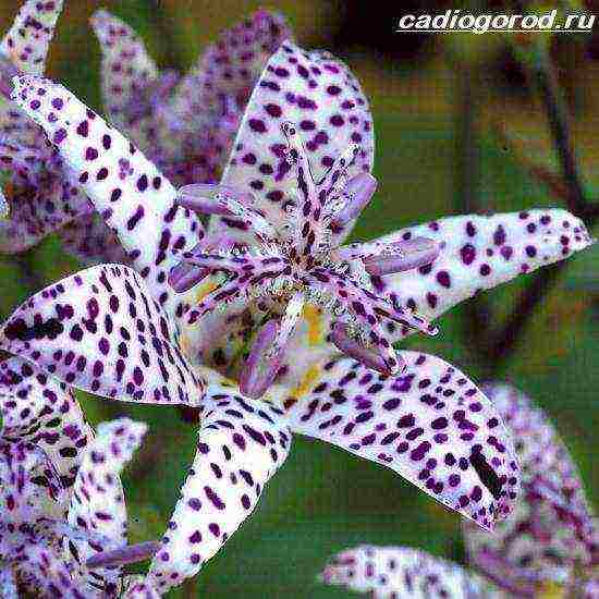 pagtatanim ng tricirtis at pangangalaga sa bukas na bukid sa mga ural