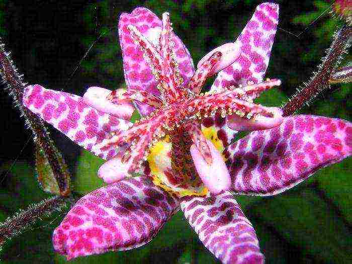 tricirtis planting and care in the open field in the urals