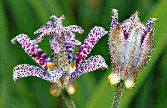 pagtatanim ng tricirtis at pangangalaga sa bukas na bukid sa mga ural