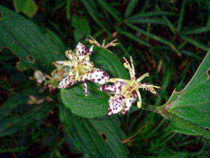 pagtatanim ng tricirtis at pangangalaga sa bukas na bukid sa mga ural