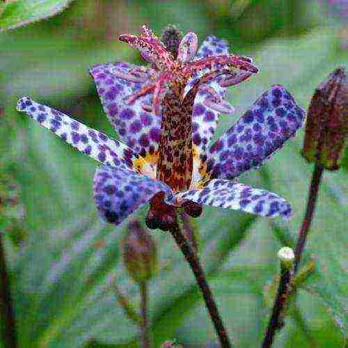 pagtatanim ng tricirtis at pangangalaga sa bukas na bukid sa mga ural