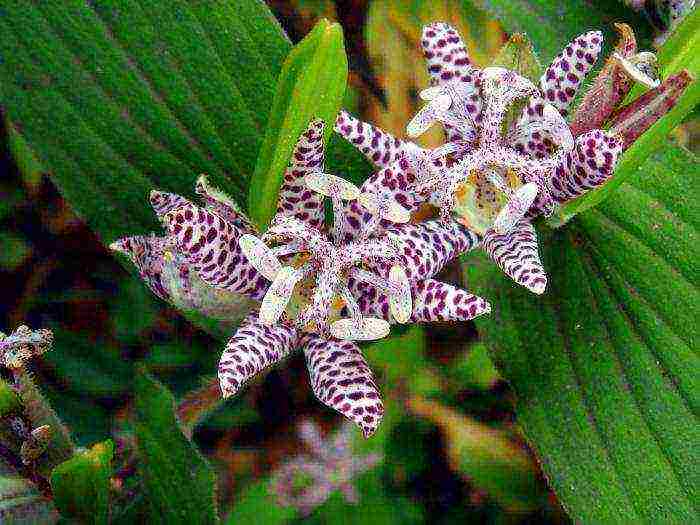 pagtatanim ng tricirtis at pangangalaga sa bukas na bukid sa mga ural