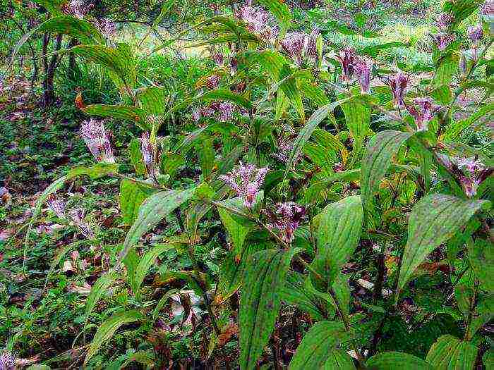 pagtatanim ng tricirtis at pangangalaga sa bukas na bukid sa mga ural