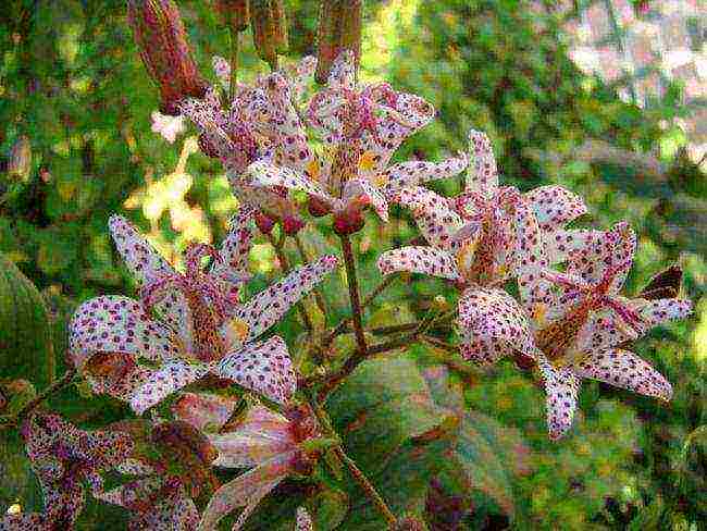 pagtatanim ng tricirtis at pangangalaga sa bukas na bukid sa mga ural