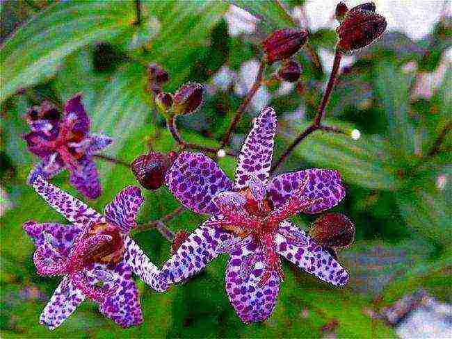 tricirtis planting and care in the open field in the urals