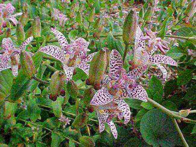 pagtatanim ng tricirtis at pangangalaga sa bukas na bukid sa mga ural