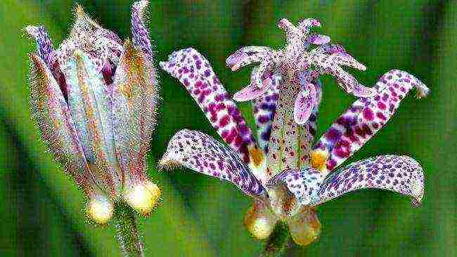 pagtatanim ng tricirtis at pangangalaga sa bukas na bukid sa mga ural