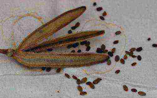 tricirtis planting and care in the open field in the urals