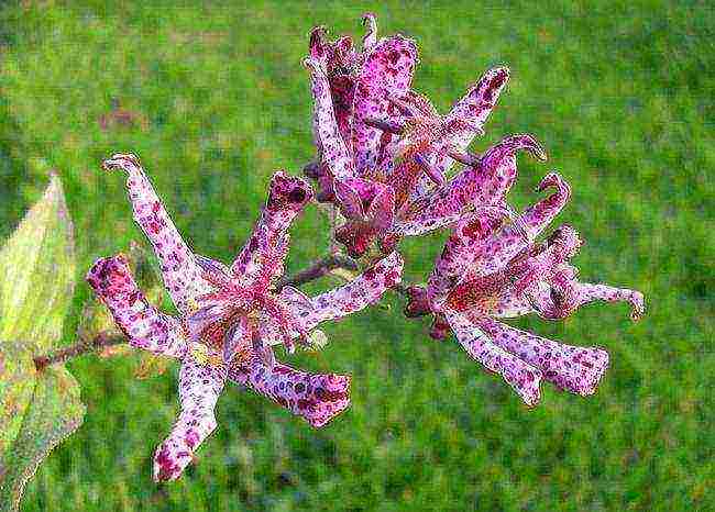 pagtatanim ng tricirtis at pangangalaga sa bukas na bukid sa mga ural