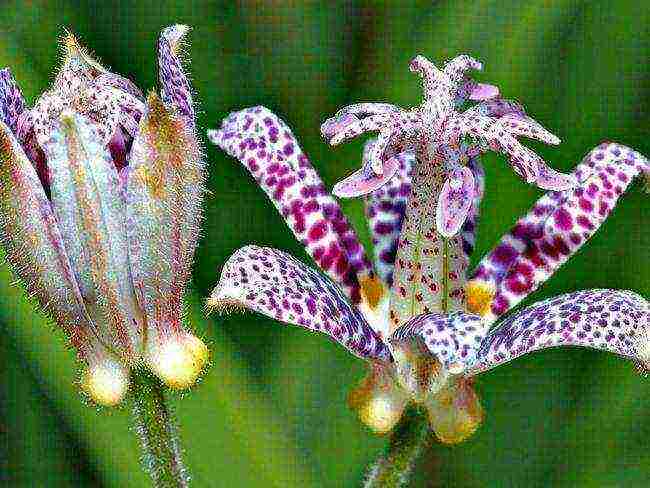 pagtatanim ng tricirtis at pangangalaga sa bukas na bukid sa mga ural