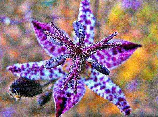 pagtatanim ng tricirtis at pangangalaga sa bukas na bukid sa mga ural