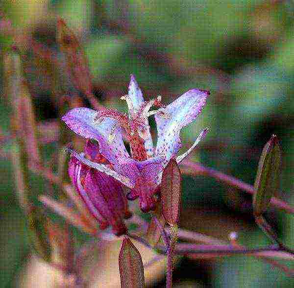 pagtatanim ng tricirtis at pangangalaga sa bukas na bukid sa mga ural