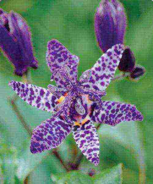 pagtatanim ng tricirtis at pangangalaga sa bukas na bukid sa mga ural