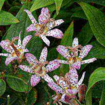 pagtatanim ng tricirtis at pangangalaga sa bukas na bukid sa mga ural