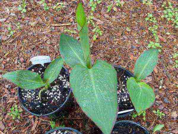 tricirtis planting and care in the open field in the urals