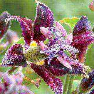 tricirtis planting and care in the open field in the urals