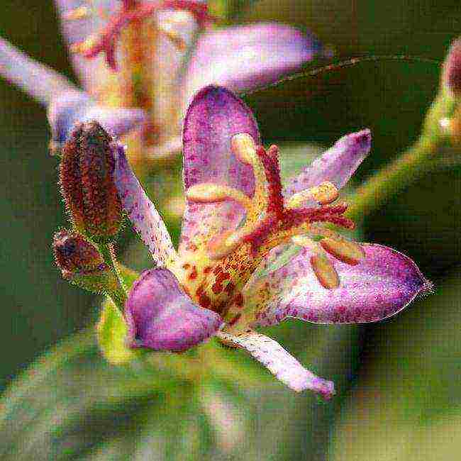 pagtatanim ng tricirtis at pangangalaga sa bukas na bukid sa mga ural