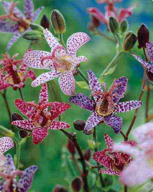 pagtatanim ng tricirtis at pangangalaga sa bukas na bukid sa mga ural