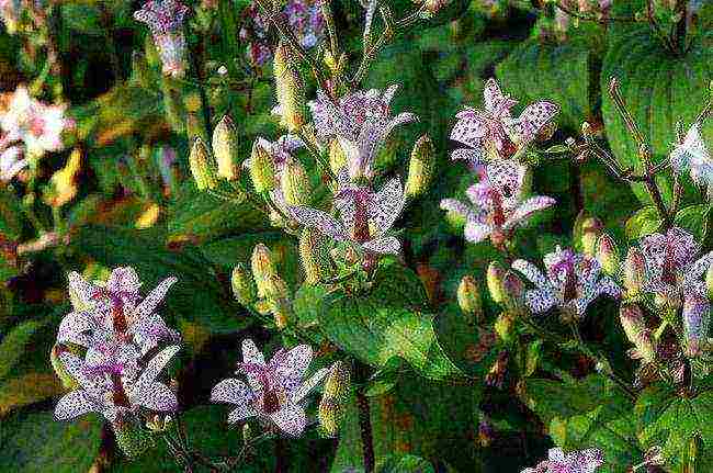 tricirtis planting and care in the open field in the urals