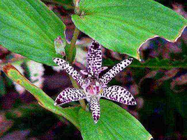 pagtatanim ng tricirtis at pangangalaga sa bukas na bukid sa mga ural