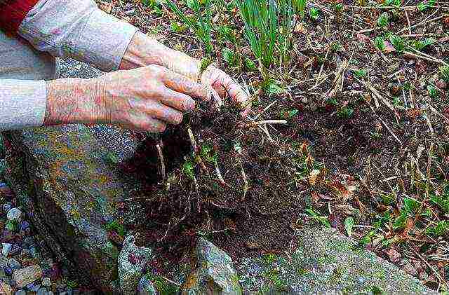 tricirtis planting and care in the open field in the urals