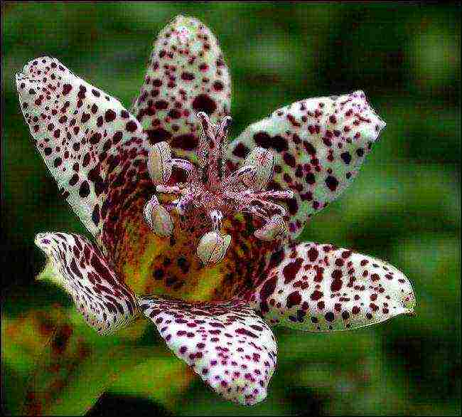 pagtatanim ng tricirtis at pangangalaga sa bukas na bukid sa mga ural