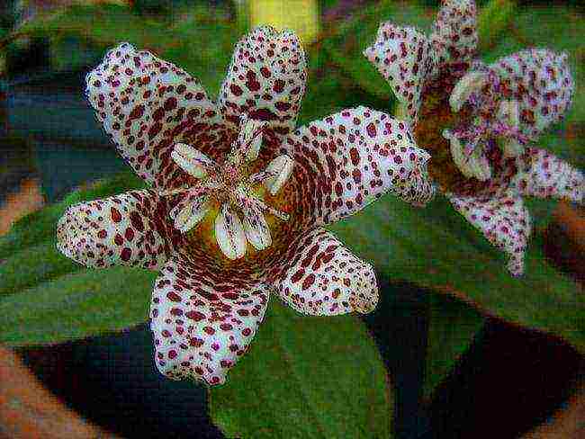 pagtatanim ng tricirtis at pangangalaga sa bukas na bukid sa mga ural