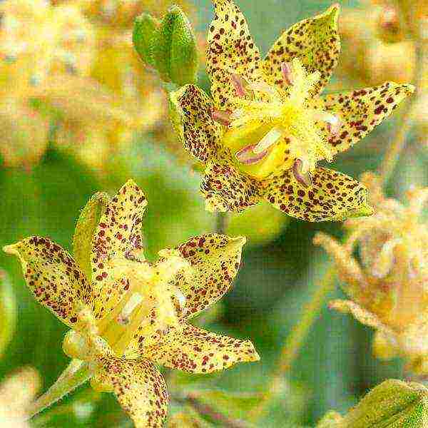 tricirtis planting and care in the open field in the urals