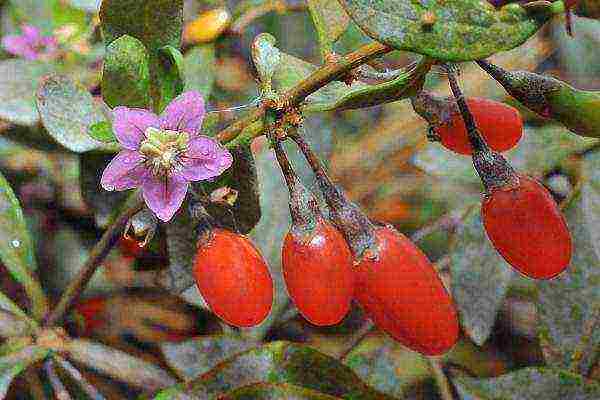 Dereza vulgaris belongs to the Solanaceae family, is a perennial shrub