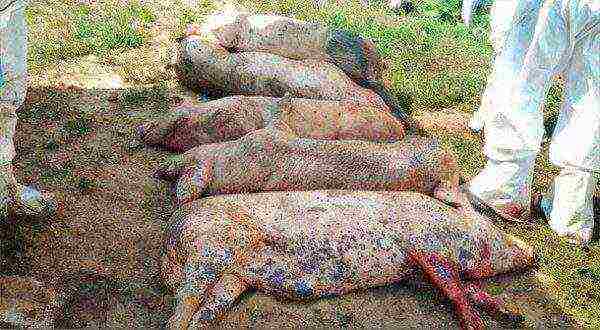 Pig carcasses infected with ASF