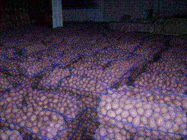 Gnojiva za krumpir: značajke, kako i kada se primjenjuju